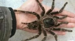 Oroszország és a világ legnagyobb pókjai